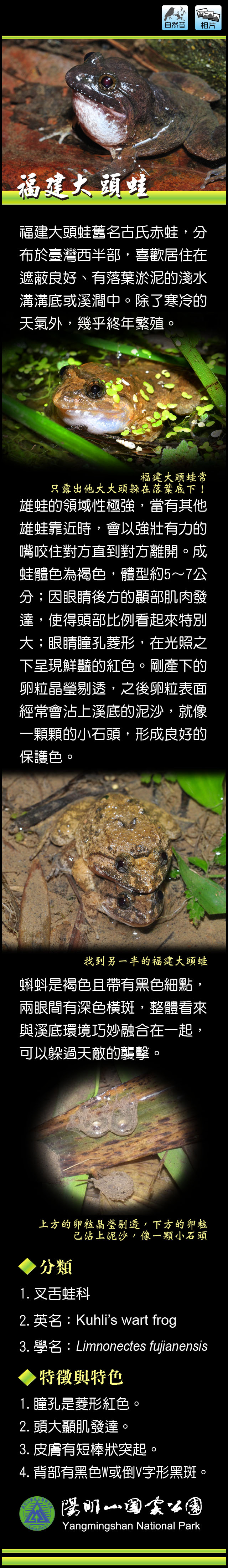 福建大頭蛙介紹