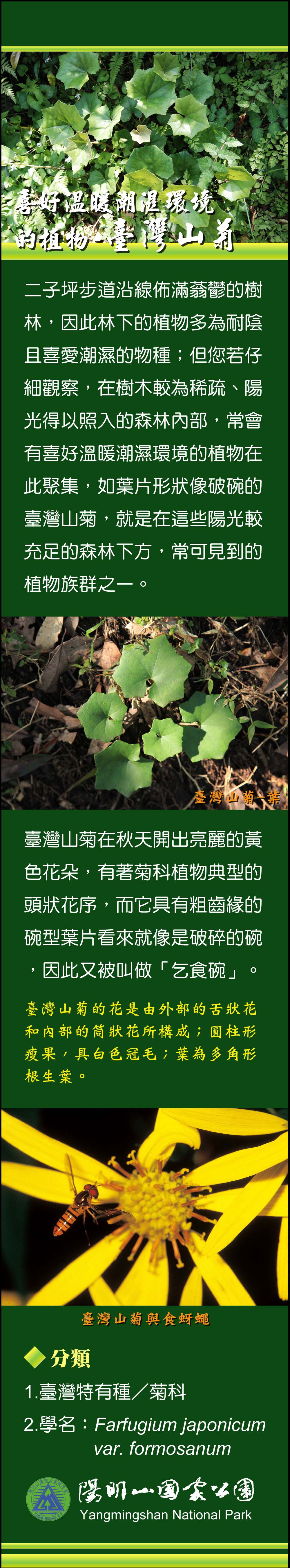 喜好溫暖潮濕環境的植物—臺灣山菊