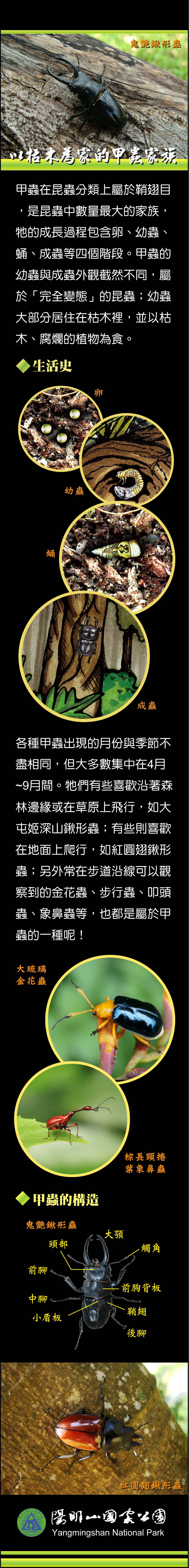 以枯木為家的甲蟲家族