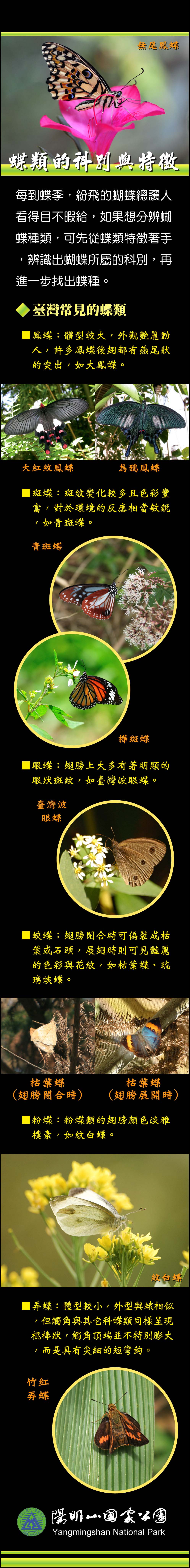蝶類的科別與特徵