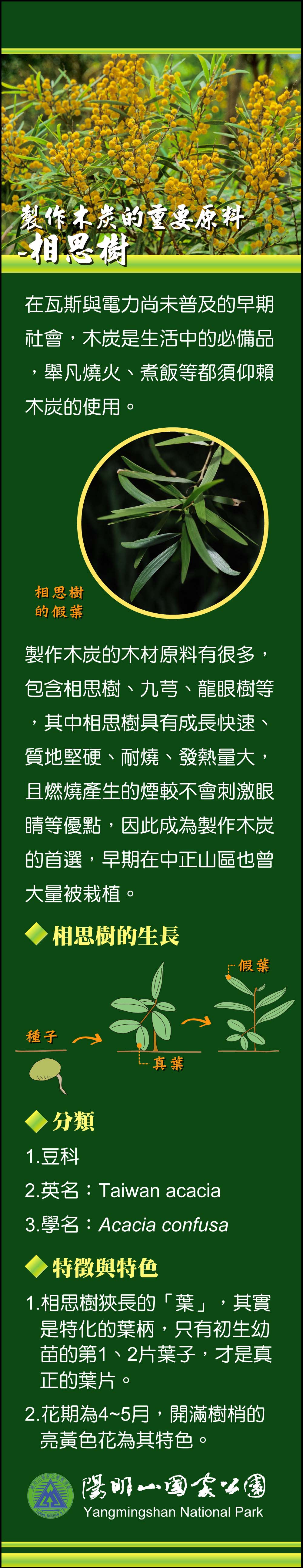 製作木炭的重要原料-相思樹