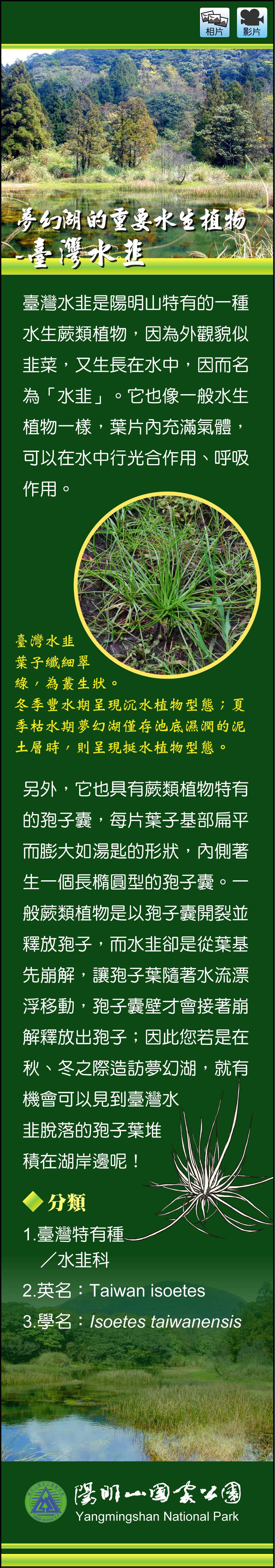 夢幻湖的重要水生植物-臺灣水韭
