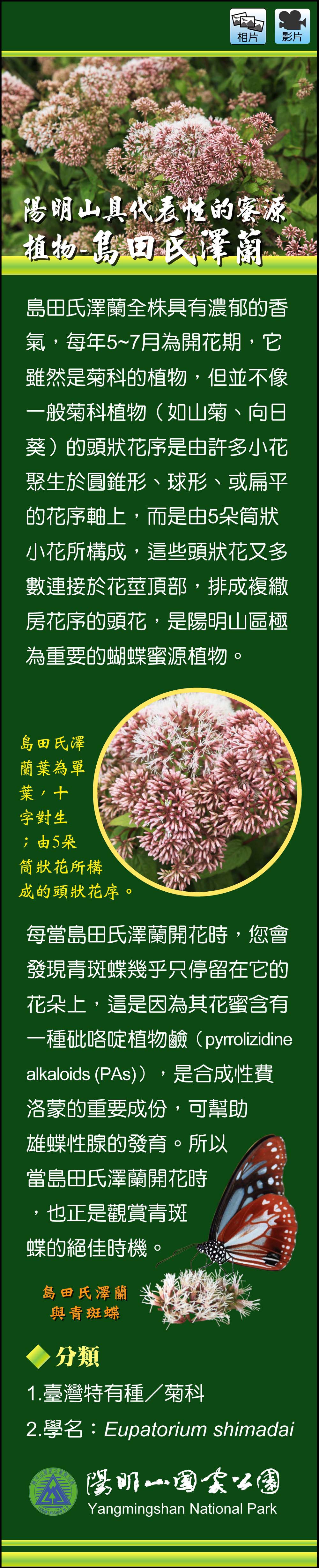 陽明山具代表性的蜜源植物-島田氏澤蘭