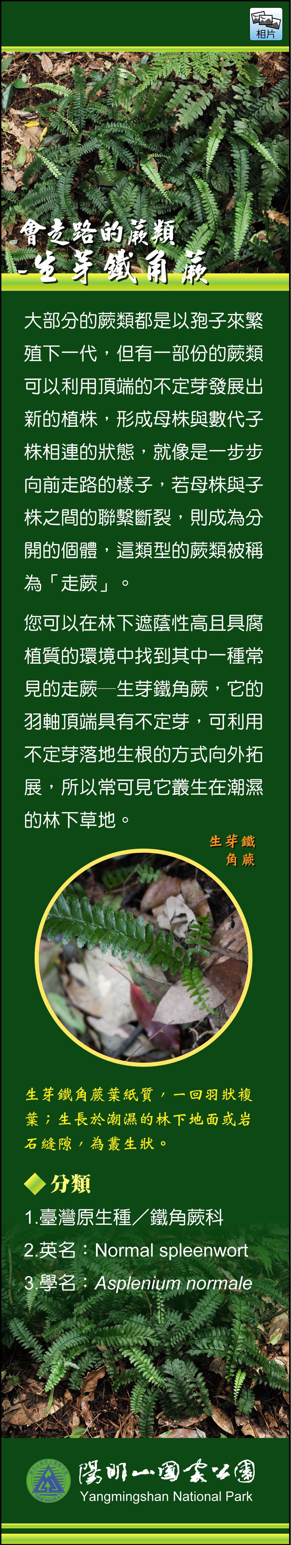 會走路的蕨類-生芽鐵角蕨