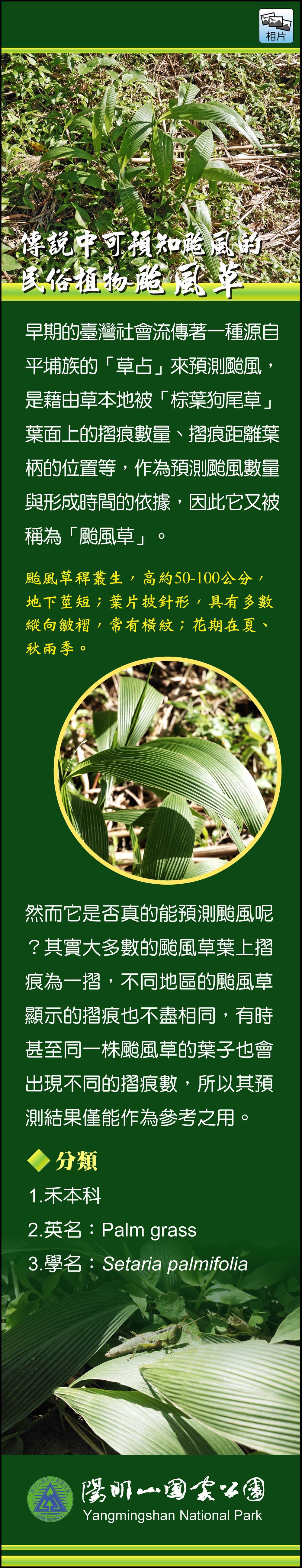 傳說中可預知颱風的民俗植物-颱風草
