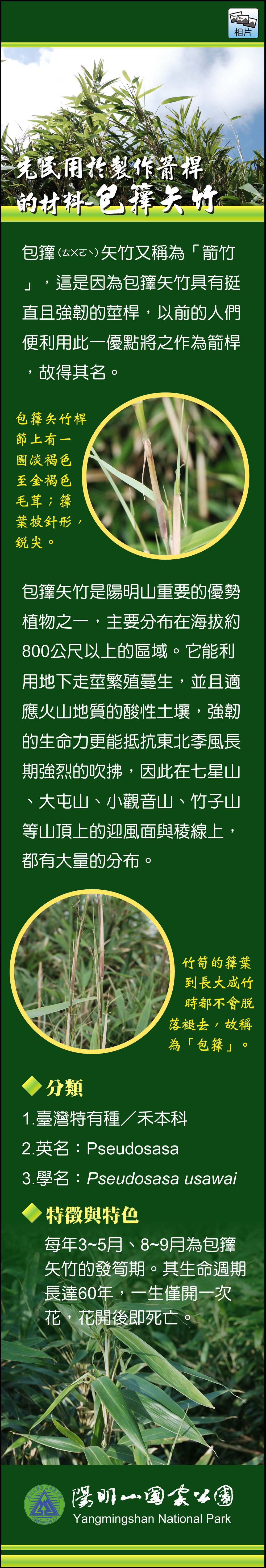 先民用於製作箭桿的材料-包籜矢竹