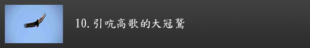 引吭高歌的大冠鷲示意圖