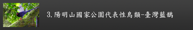 陽明山國家公園代表性鳥類-臺灣藍鵲示意圖