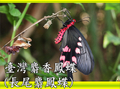 臺灣麝香鳳蝶（長尾麝香鳳蝶）