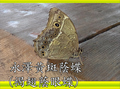 永澤黃斑蔭蝶（褐翅蔭眼蝶）