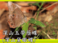 深山玉帶蔭蝶（深山黛眼蝶）