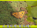 孔雀蛺蝶（眼蛺蝶）