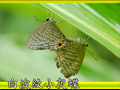 白波紋小灰蝶