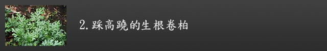 生根卷柏示意圖