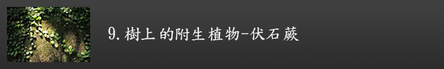 伏石蕨示意圖