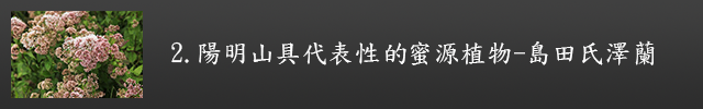 島田氏澤蘭示意圖