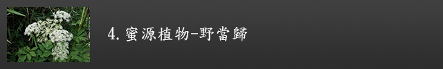 野當歸示意圖