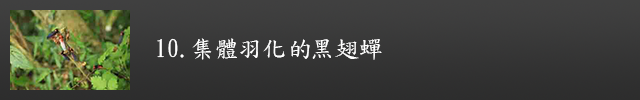 集體羽化的黑翅蟬示意圖