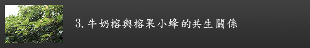 牛奶榕與榕果小蜂的共生關係示意圖