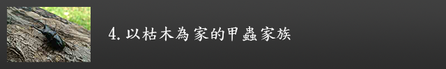 以枯木為家的甲蟲家族示意圖