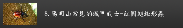 陽明山常見的鐵甲武士-紅圓翅鍬形蟲示意圖