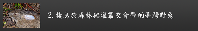 棲息於森林與灌叢交會帶的臺灣野兔示意圖