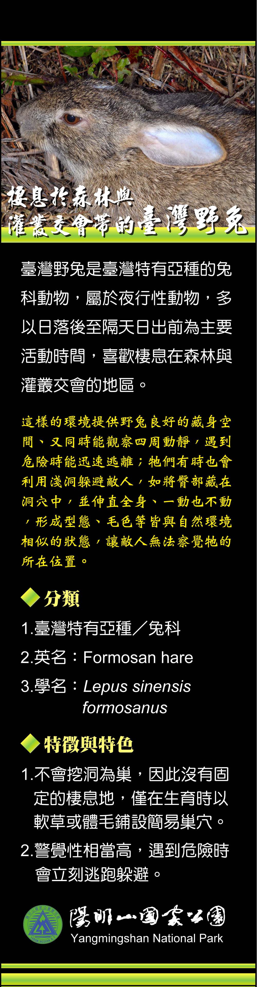 棲息於森林與灌叢交會帶的臺灣野兔