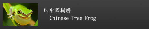 中國樹蟾介紹