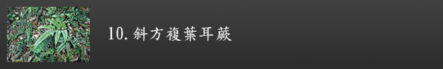 斜方複葉耳蕨示意圖