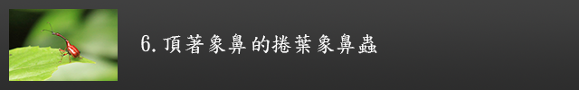 頂著象鼻的捲葉象鼻蟲示意圖