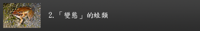 「變態」的蛙類示意圖