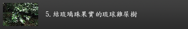 結琉璃珠果實的琉球雞屎樹示意圖