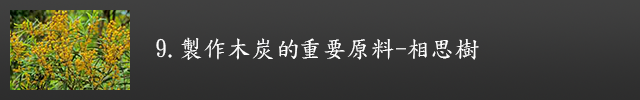 製作木炭的重要原料-相思樹示意圖