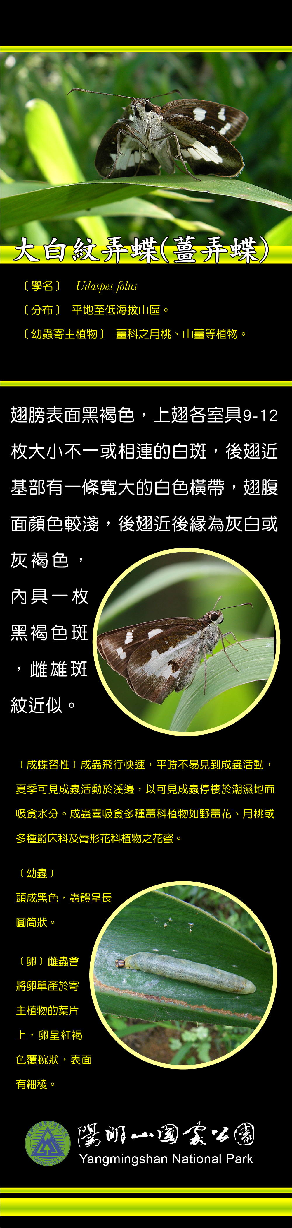 大白紋弄蝶介紹
