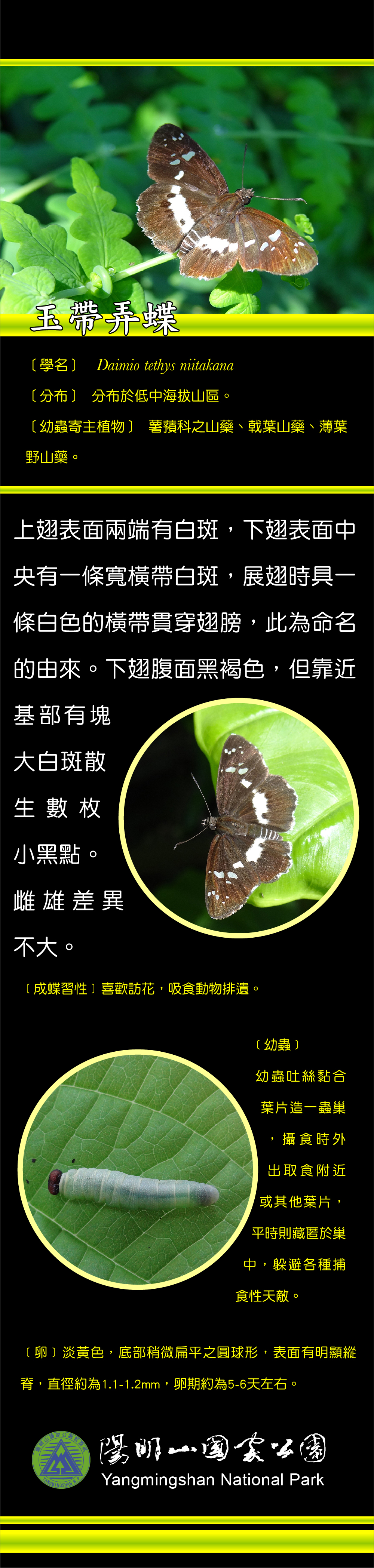 玉帶弄蝶介紹