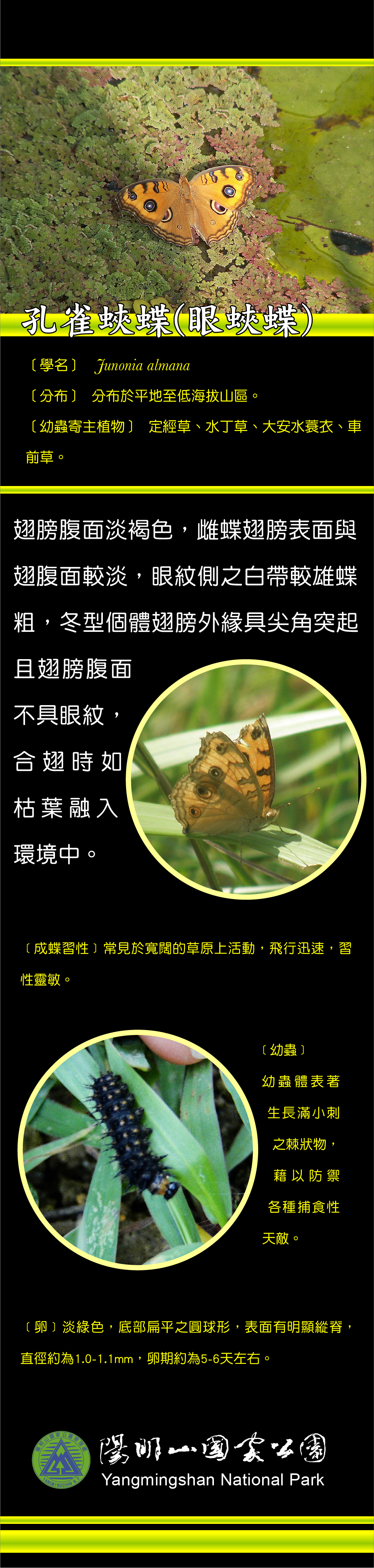 孔雀蛺蝶介紹