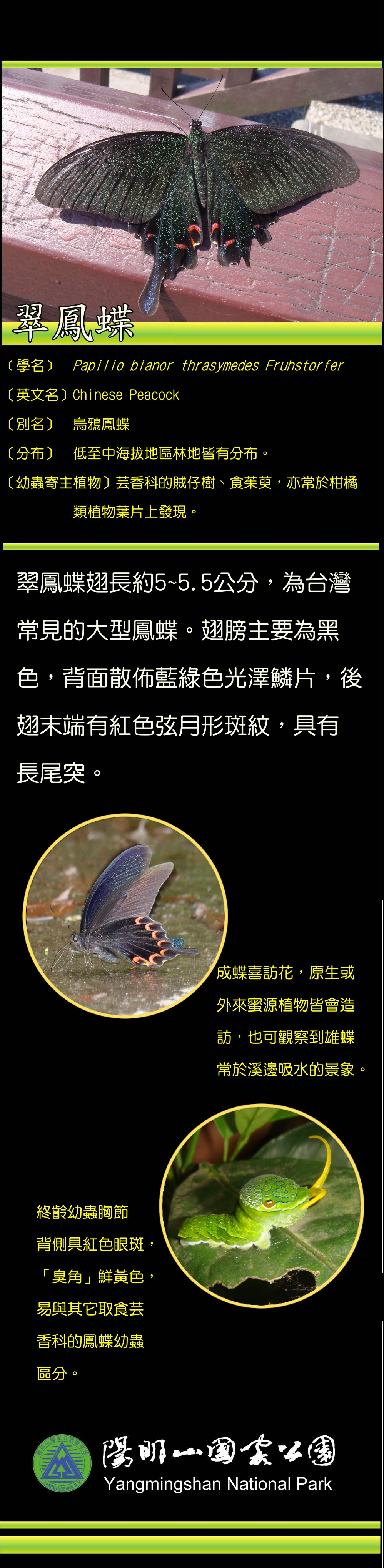 翠鳳蝶介紹