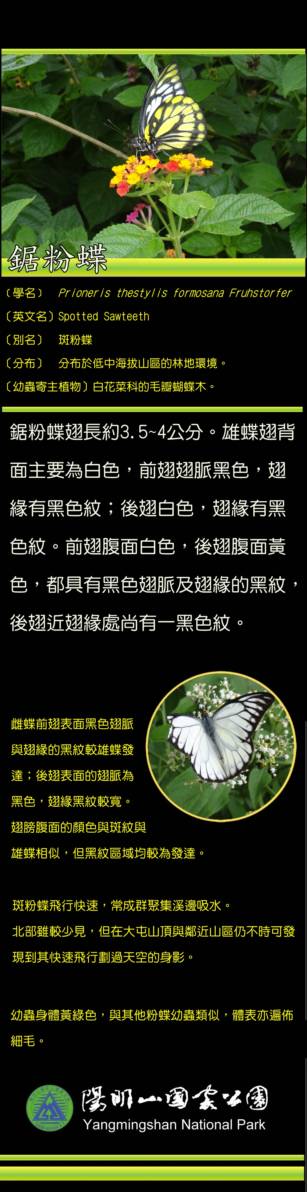 鋸粉蝶介紹