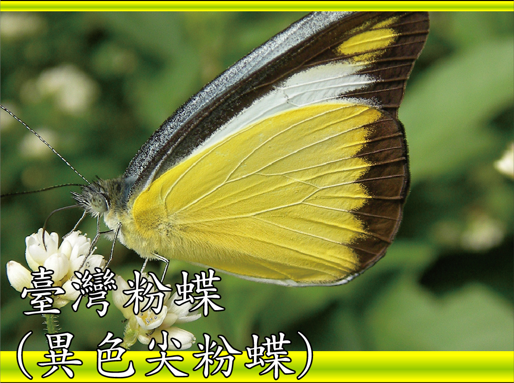 臺灣粉蝶（異色尖粉蝶）