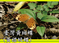 臺灣黃斑蝶（黃襟蛺蝶）