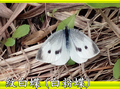 紋白蝶（白粉蝶）