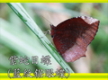 紫蛇目蝶（藍紋鋸眼蝶）