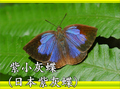 紫小灰蝶（日本紫灰蝶）