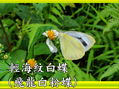 輕海紋白蝶（飛龍白粉蝶）