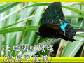 大琉璃紋鳳蝶（琉璃翠鳳蝶）