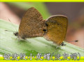 姬波紋小灰蝶（波灰蝶）