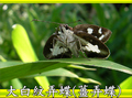 大白紋弄蝶（薑弄蝶）