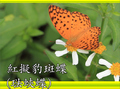 紅擬豹斑蝶（琺蛺蝶）