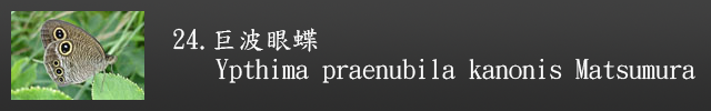 另開視窗至巨波眼蝶(鹿野波紋蛇目蝶)