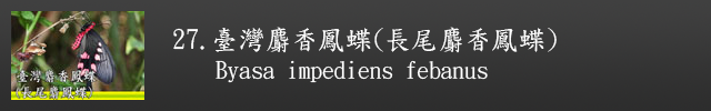 另開視窗至臺灣麝香鳳蝶(長尾麝香鳳蝶)